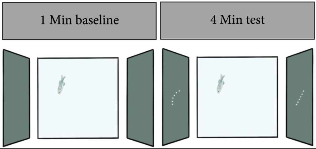 gravity-dependent-animacy.png